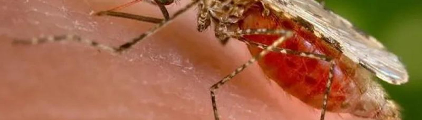 malaria